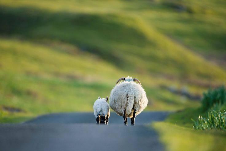 Isle of Mull, Scotland