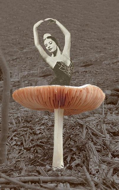 The top of a mushroom is the bottom skirt of a ballerina- nice compari