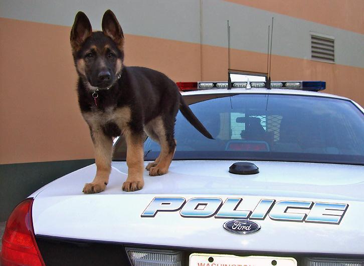 Police officer in training