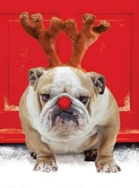 Grumpy Dog On Christmas. Marry Christmas to all.