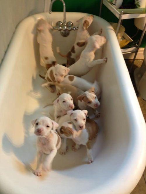Just a bathtub full of puppiesâ€¦I want one!!!