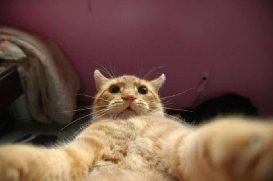 Cat Funniest Selfie