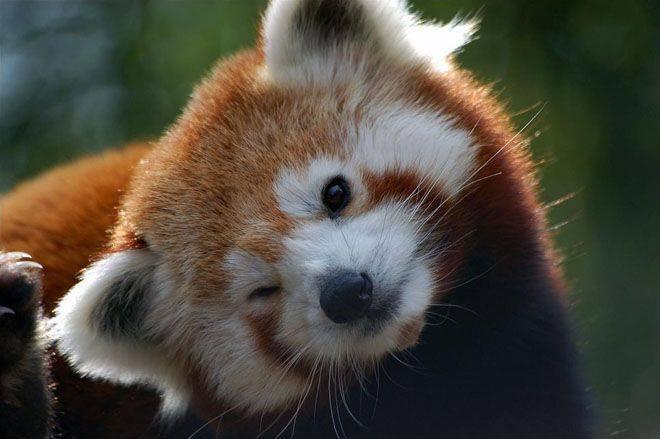 Cute red panda