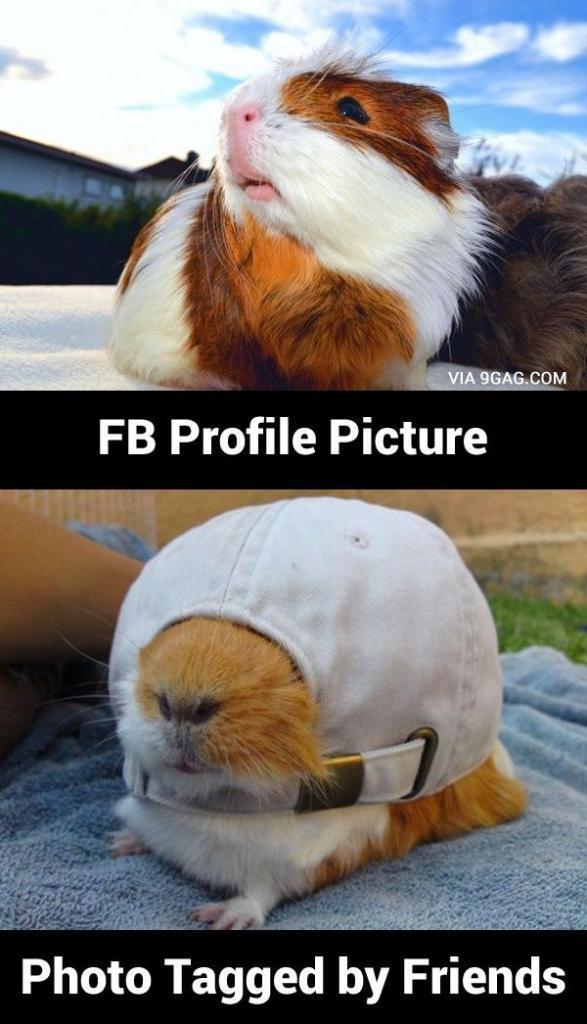 Guinea Pig's profile picture