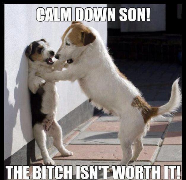 Funny dogs Calm down Son...