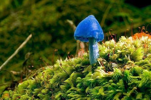 Blue Colored Mushrooms