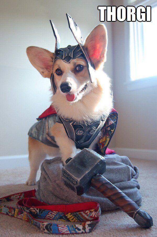 Dog Thor costume design...