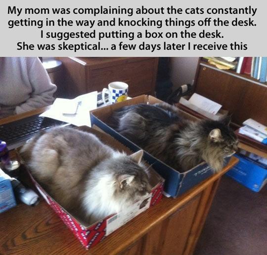 Organizing the cats.. ahahha