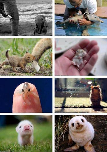 Beautiful world of Baby animals