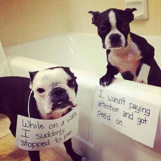 funny pugs in bathtub