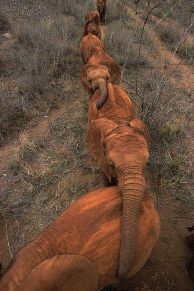 baby elephants in a row