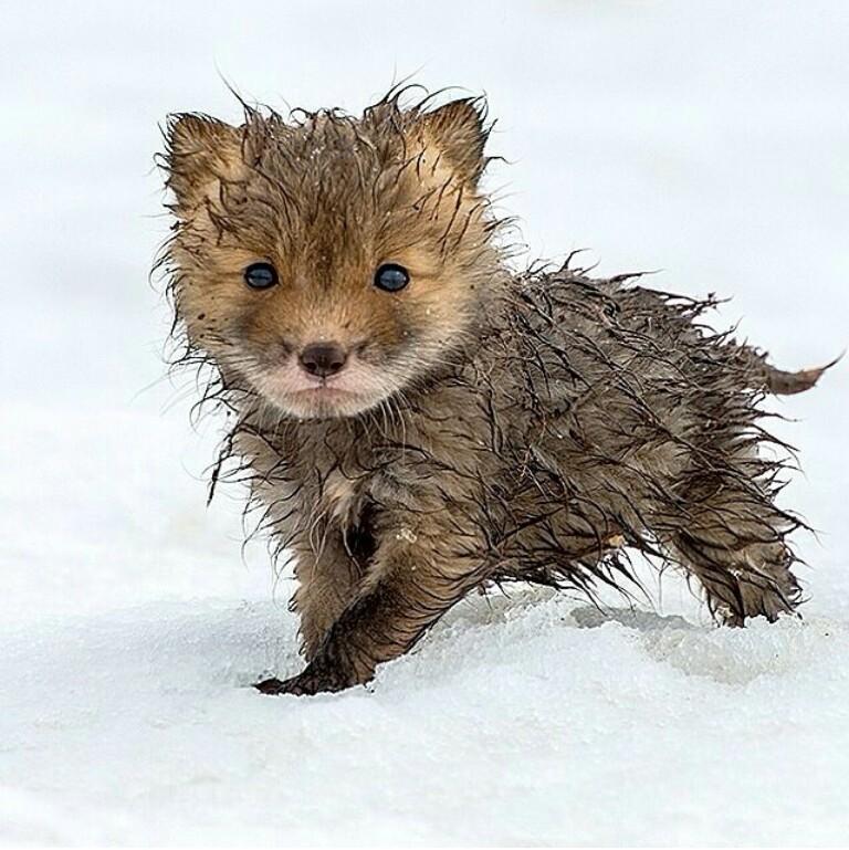 A cute wet fox.