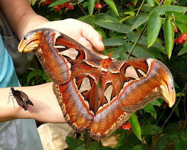 Attacus atlas - the largest moth in the world