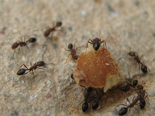 Release ants into your toaster to remove bread crumbs that accumulate 