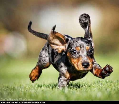 Running Puppy Funny Pictures