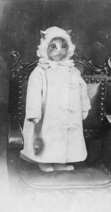 Apparently people were just as obsessed with their cats in 1800's as