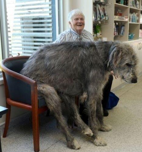 21 Dogs Who Don't Realize How Big They Are. I want all of them