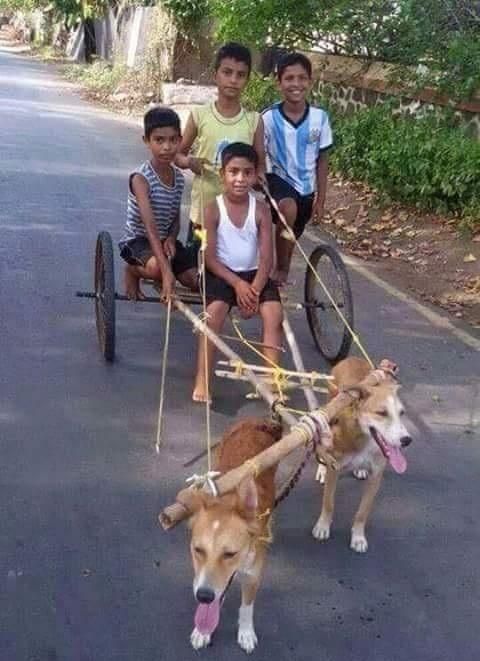 Funny Dog Cart