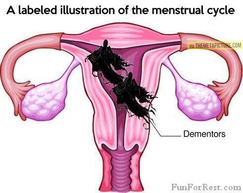 Menstrual cycle - FunForRest - Humor for the rest of us