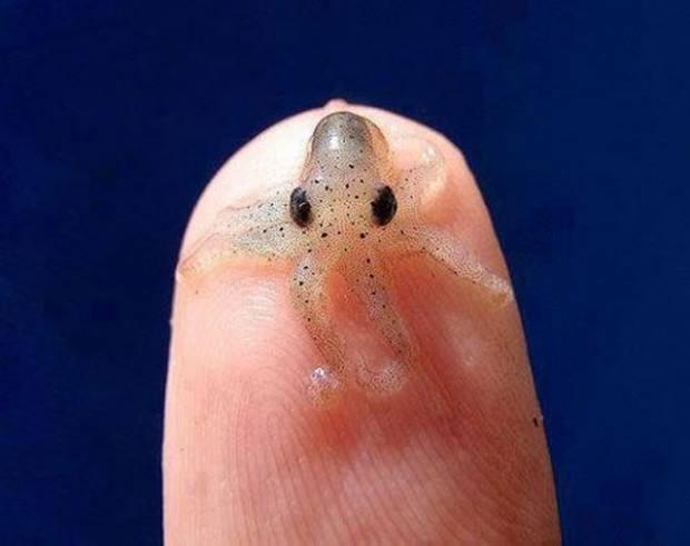 Baby Octopus Photo