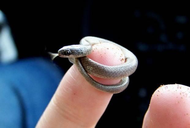 Newborn Snake Photo