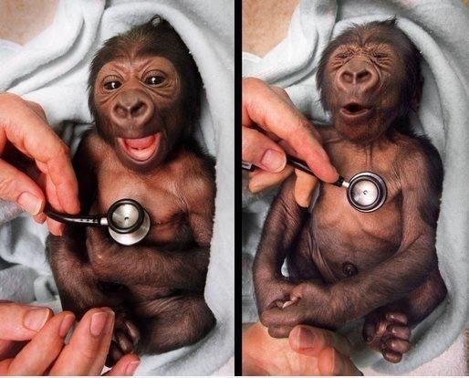 Newborn gorilla reacting to a cold stethoscope