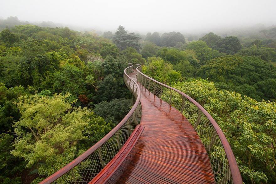 Canopy Walkway to Walk Above Trees In Cape Town