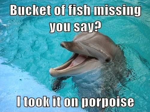 Funny Dolphin