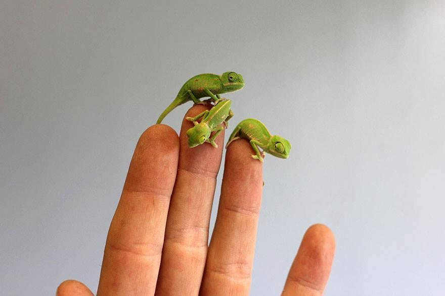 Newly Hatched Baby Chameleons At Sydney Zoo