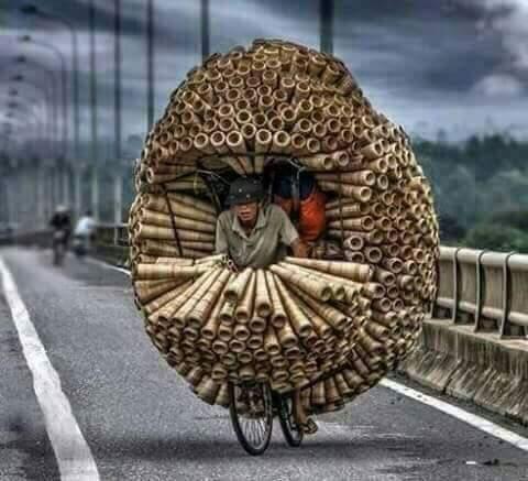 Bamboo Caring by Cyclist