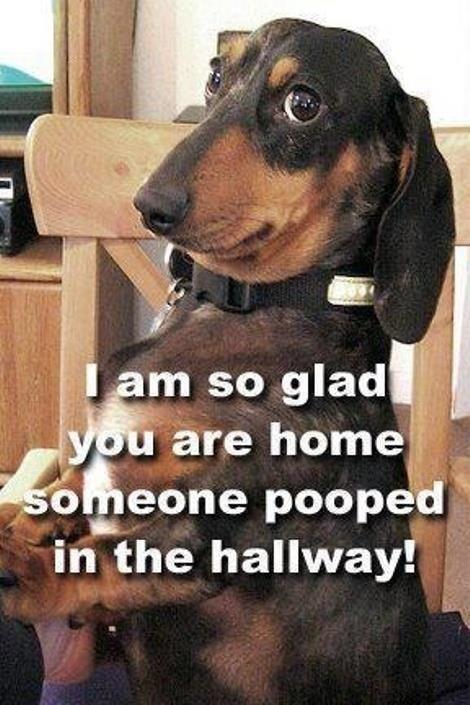 Funny Dog Quotes Photo