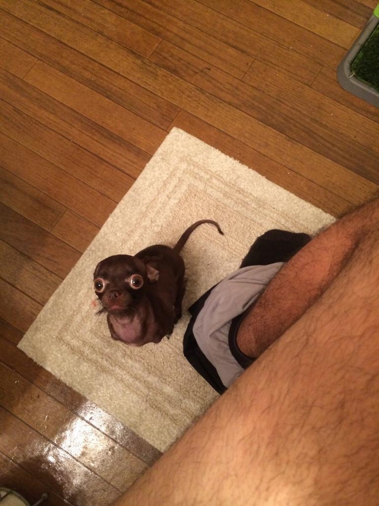 My girlfriend's rat dog doesn't let me poop in peace
