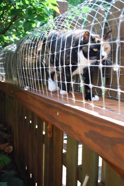 This lady made an outdoor cat enclosure for her 'indoor cats' ... it