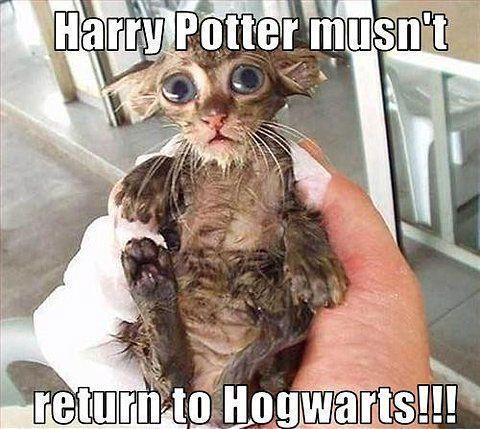 Harry Potter mustn't return to Hogwarts!