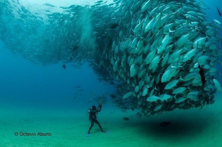 An amazing picture, taken near Cabo Pulmo.