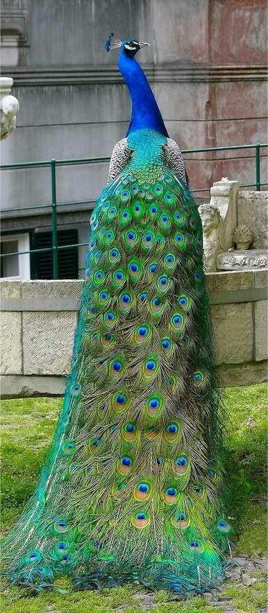 Peacock it up