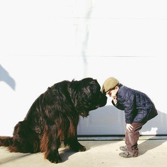 A boy and his Newfoundland dog