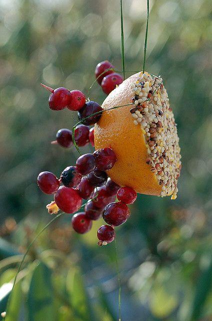 Great Bird Feeder!