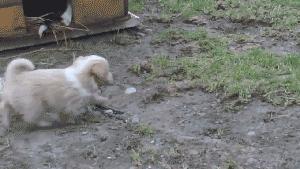 Puppy grab duck dishes