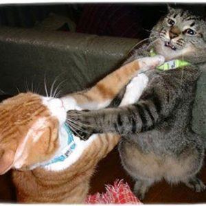 Cats Fights