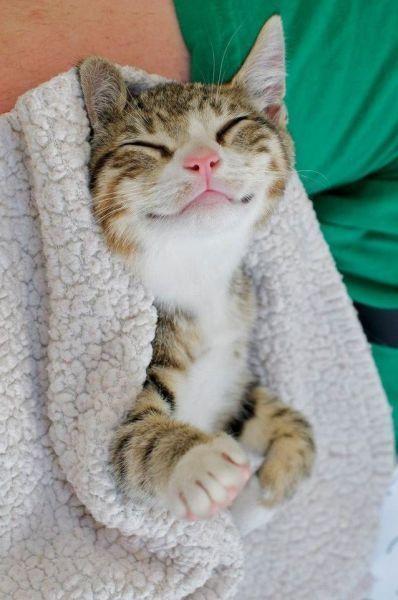 Cat Smile