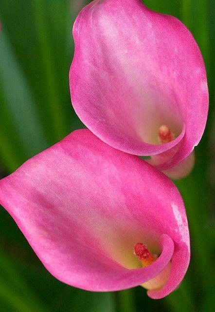 Pink Lilies -