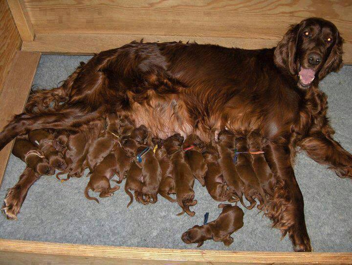 A Dog with 50 Baby Pups Photos