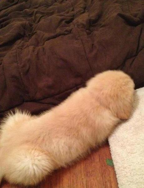 Your Dog Looks Like a Giant Furry Penis