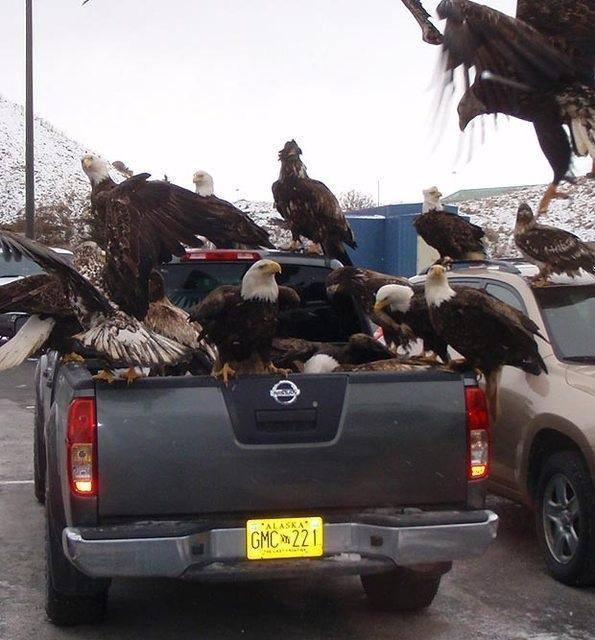 Eagles are like Pigeons in Alaska