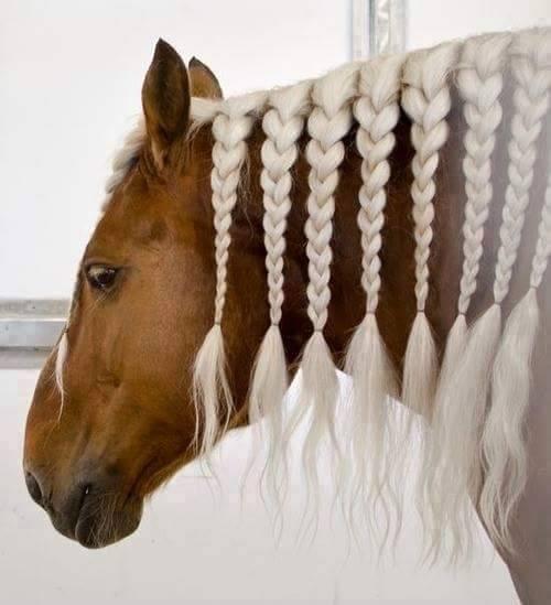 Beautiful Horses Hairstyles