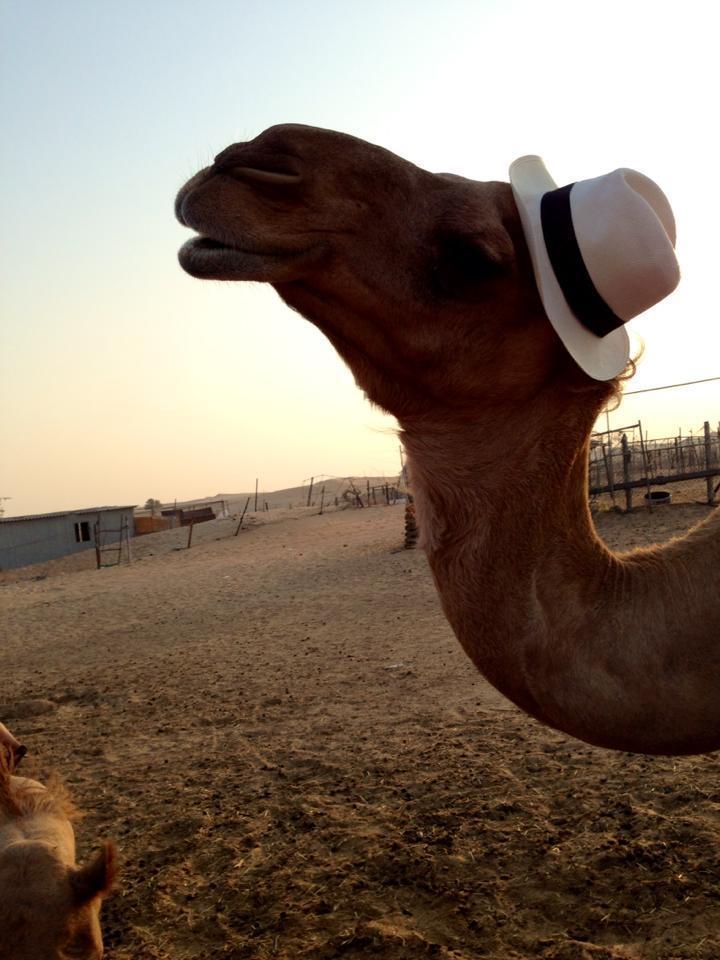 I put my hat on a camel.