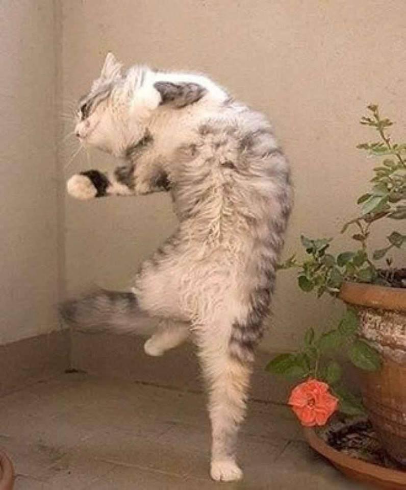 Funny Dancing Cat