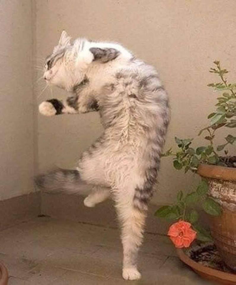 Funny Dancing Cat Funny Dancing Cat