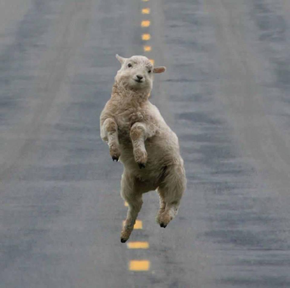 Funny Dancing Goat Funny Dancing Goat